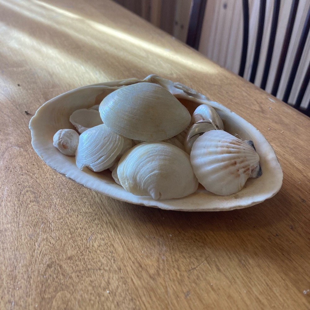 Small clam shell filled with seashells